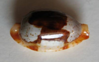 Cypraea stolida 1)  Linné, 1758  